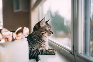 Почему кошки сидят у окна и что за странные звуки они издают