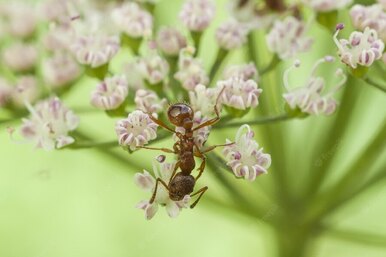 Как избавиться от садовых муравьёв в огороде  —  народные средства