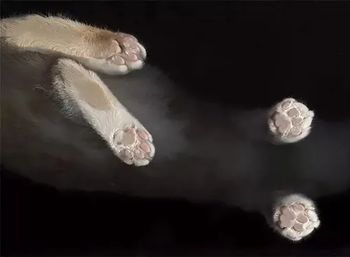 Сколько у кошки когтей