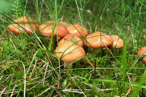Чем хороши грибы маслята, где их искать и как использовать?