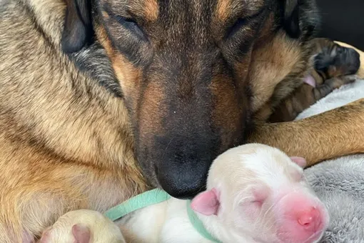 Эта семья просидела машине 12 часов, чтобы бездомная собака родила в тепле