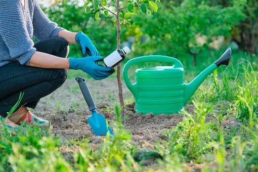 Смородина, малина и крыжовник: чем обработать сад и защитить кустарники