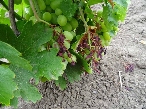 Неправильный полив