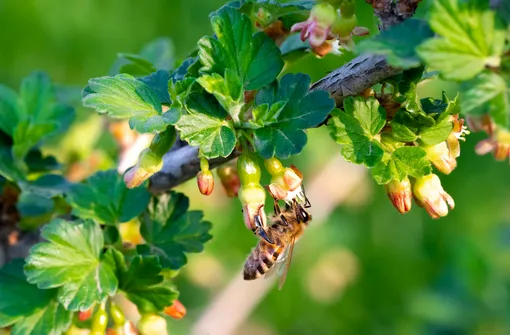 Опрыскайте кусты сахарным раствором, чтобы привлечь пчел
