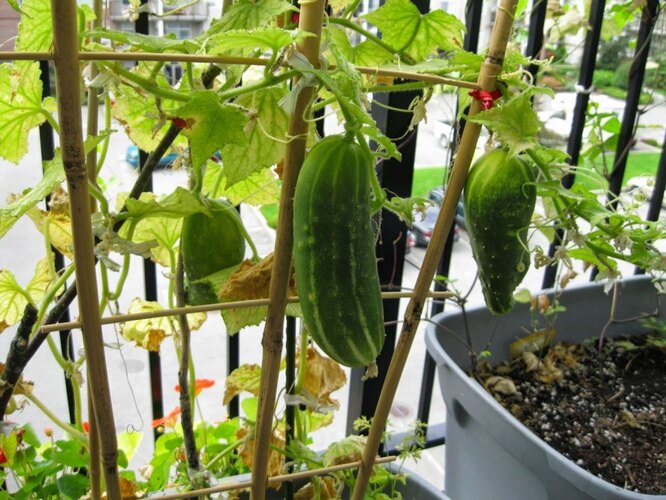 Как вырастить огурцы и помидоры на балконе