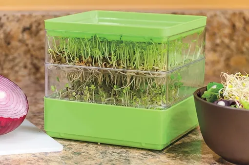 Автоматические проращиватели – спраутеры микрозелени