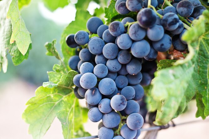 Черенки винограда: заготовка осенью, укоренение зимой, посадка весной