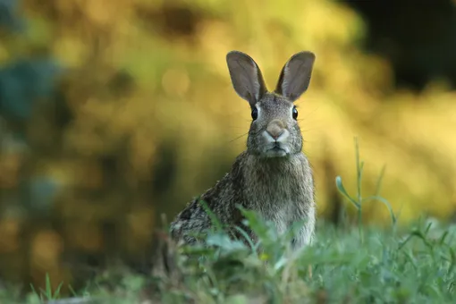 кролик в дикой природе