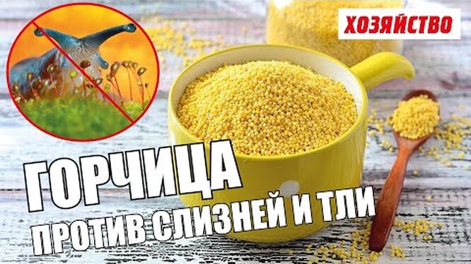Горчица от вредителей в огороде: как применять горчичный порошок, настой и сухую горчицу для защиты растений