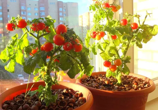 Подготовка и посев помидоров на балконе