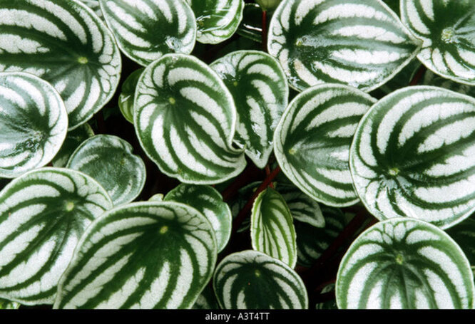 Peperomia argyreia