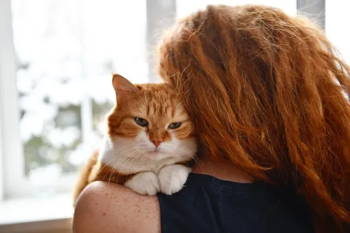 Подбирала под цвет волос: девушка нашла рыжего кота и превратила его в красавца