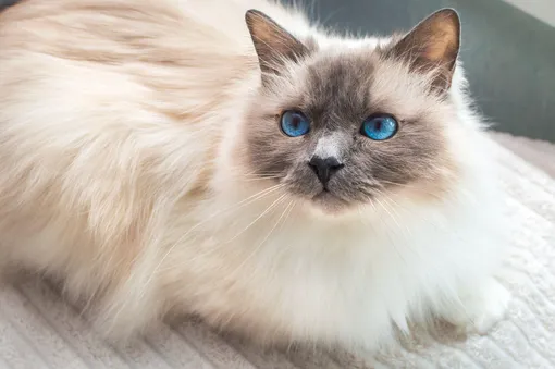 Кошки с голубыми глазами: бирманская кошка