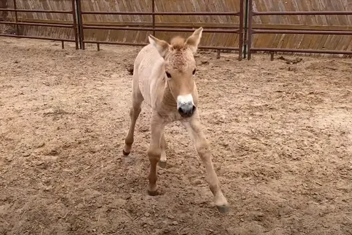 Уникальный! Ученые показали первую успешно клонированную лошадь Пржевальского