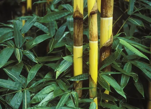 бамбук золотой