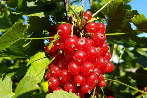 Красная смородина: незабываемая ягода из детства