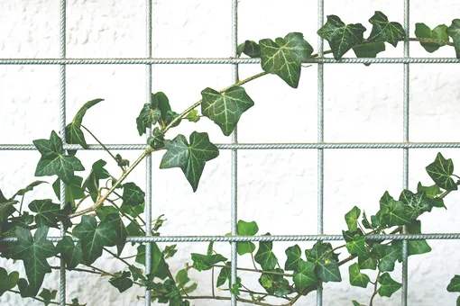 Плющ, комнатное растение, плющ на стене, ползучие растения, домашние растения