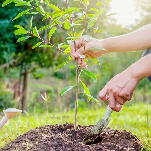 Техника подкормки