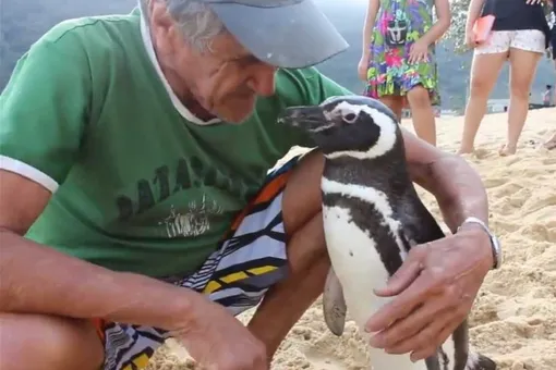 Пингвин каждый год проплывает 8 тысяч километров, чтобы встретиться со своим спасителем