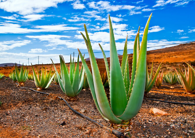 obří aloe