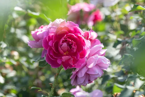 Английская роза Princess Anne