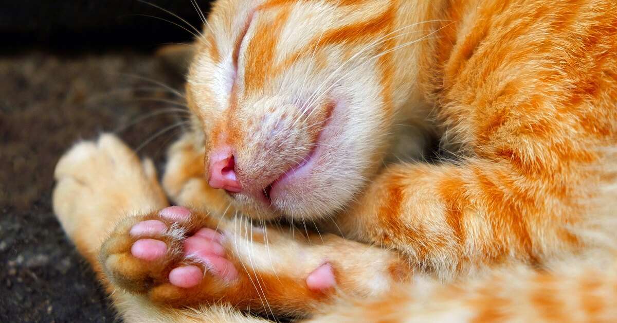 Лишняя подушечка на передних лапах у кошек: зачем нужна, фото