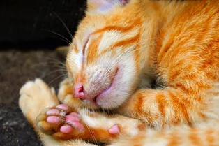 Зачем кошкам странная подушечка на передних лапах?