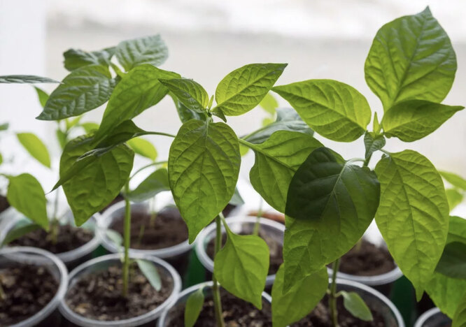 Контроль за качеством почвы и удобрениями