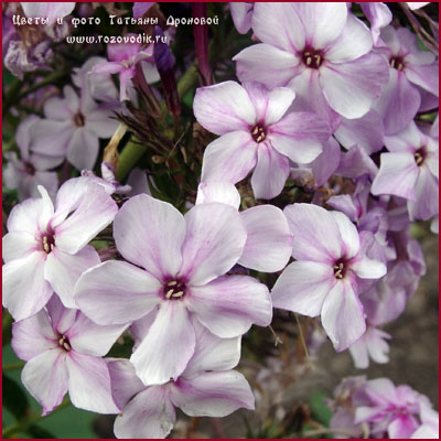 Phlox Calibri
