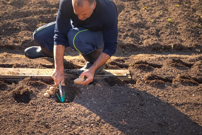 Выращивание картофеля на дачном участке: как правильно ухаживать закартошкой, особенности и технологии