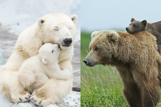 Мамы такие мамы! Как медведи учат своих малышей быть медведями