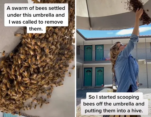 девушка спасает пчел голыми руками