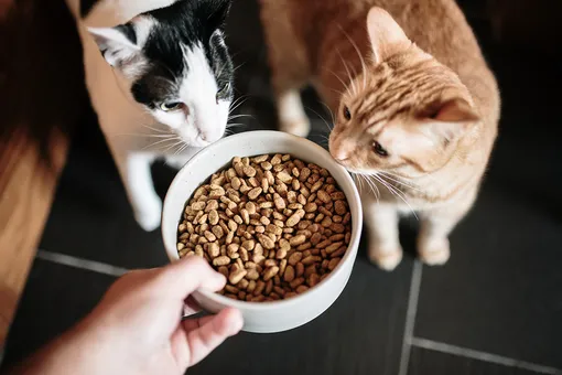 По каким причинам кот отказывается от еды