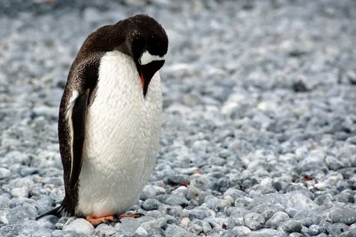 Это фото покорило мир: два пингвина, потерявшие партнеров, утешают друг друга