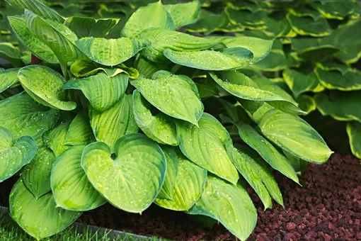 Листья хосты желтеют и сохнут: 8 частых причин и способы помочь растению