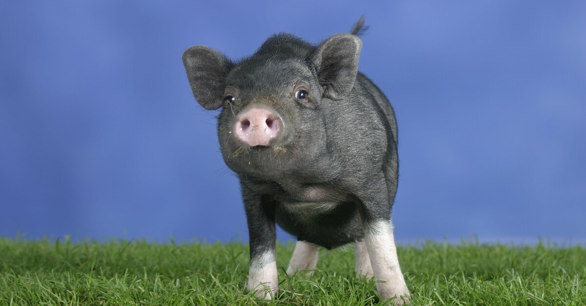 Нечистые животные по библии. Свинья нечистое животное. Тростниковый кабанчик. Камышовая свинья. Священные животные свинья.