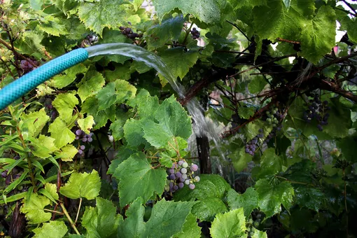 Уход за виноградом осенью после сбора урожая: 5 губительных ошибок