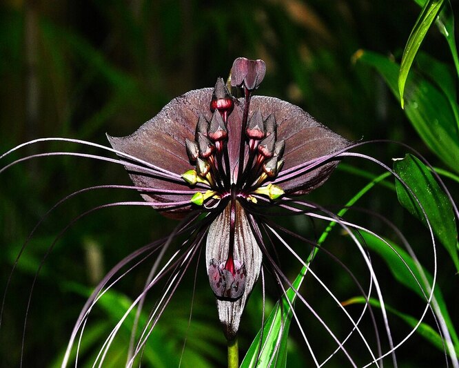 Tacca Chantrier