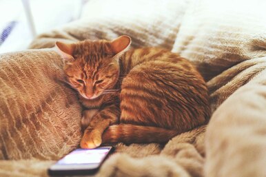 Лучшие приложения для животных, о которых вы не знали Лучшие приложения для животных, о которых вы не знали