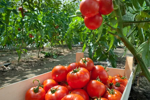 Роль солнечного света в жизни томатов на разных этапах развития