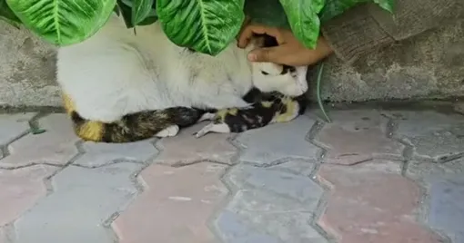 мама кошка просит спасти котёнка