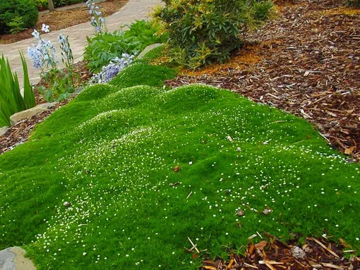 Ирландский мох: создание газона на дачном участке