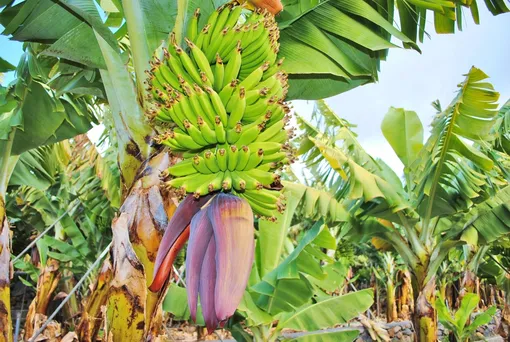 Можно ли вырастить банан в домашних условиях