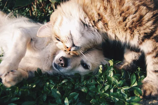 Почему кошки и собаки — самые популярные домашние животные