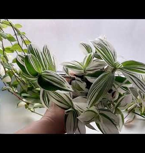 Нажми и смотри