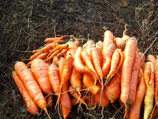 Как правильно хранить урожай моркови на грядке в яме