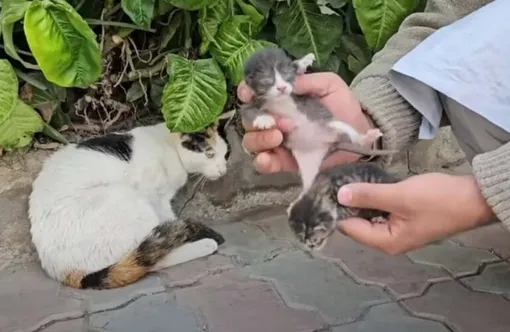 спасение котёнка видео