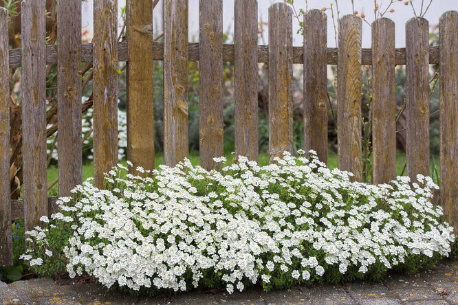 Bílý alyssum voní ze všech nejjasněji