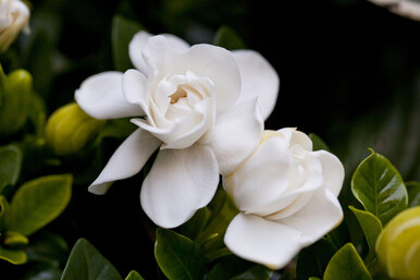 15 лучших белых цветов для вашего сада