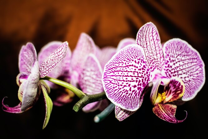 Орхидеи обладают уникальными механизмами опыления. Некоторые виды мимикрируют под насекомых или ароматы, привлекая таким образом определенных опылителей. Это обеспечивает эффективный процесс опыления и способствует разнообразию видов в семействе.
